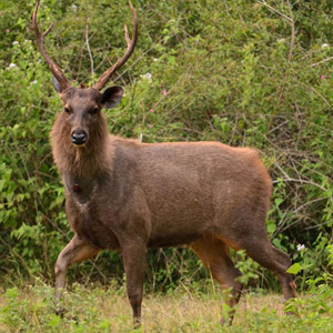 Bandhavgarh