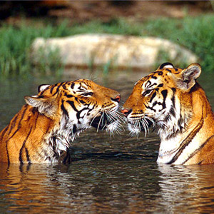India de Lujo con Ranthambore